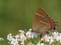 Satyrium w-album 33, Iepenpage, Saxifraga-Lieven Decrick