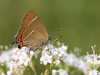 Satyrium w-album 34, Iepenpage, Saxifraga-Lieven Decrick