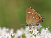 Satyrium w-album 35, Iepenpage, Saxifraga-Lieven Decrick