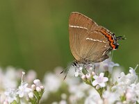 Satyrium w-album 36, Iepenpage, Saxifraga-Lieven Decrick