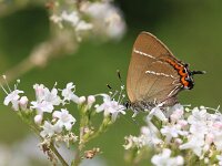 Satyrium w-album 37, Iepenpage, Saxifraga-Lieven Decrick