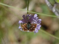 Spialia sertorius 28, Kalkgraslanddikkopje,  male, Saxifraga-Jan van der Straaten
