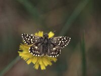 Spialia sertorius 34, Kalkgraslanddikkopje, Vlinderstichting-Albert Vliegenthart