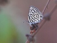 Tarucus theophrastus