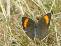 Thecla betulae 40, Sleedoornpage, female, Saxifraga-Theo Verstrael