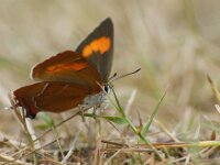 Thecla betulae 41, Sleedoornpage, female, Saxifraga-Theo Verstrael