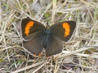 Thecla betulae 42, Sleedoornpage, female, Saxifraga-Theo Verstrael