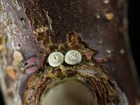Thecla betulae 46, Sleedoornpage, Saxifraga-Lieven Decrick