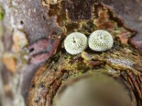 Thecla betulae 47, Sleedoornpage, Saxifraga-Lieven Decrick