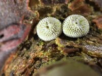Thecla betulae 50, Sleedoornpage, Saxifraga-Lieven Decrick