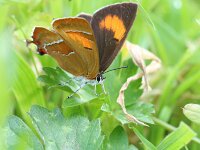 Thecla betulae 51, Sleedoornpage, Saxifraga-Lieven Decrick