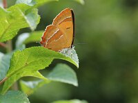 Thecla betulae 52, Sleedoornpage, Saxifraga-Lieven Decrick