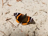 Vanessa atalanta 90, Atalanta, Saxifraga-Theo Verstrael