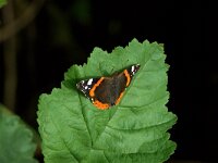 Vanessa atalanta 91, Atalanta, Saxifraga-Theo Verstrael