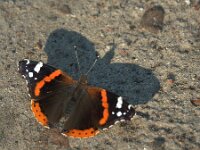 Vanessa atalanta 92, Atalanta, Saxifraga-Theo Verstrael