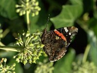Vanessa atalanta 93, Atalanta, Saxifraga-Theo Verstrael