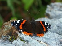 Vanessa atalanta 94, Atalanta, Saxifraga-Theo Verstrael