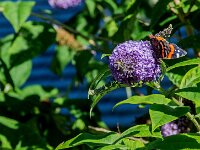 Vanessa atalanta 95, Atalanta, Saxifraga-Theo Verstrael