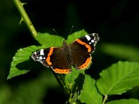 Vanessa atalanta 96, Atalanta, Saxifraga-Theo Verstrael