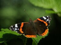 Vanessa atalanta 97, Atalanta, Saxifraga-Theo Verstrael
