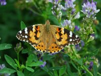 Vanessa cardui 81, Distelvlinder, Saxifraga-Theo Verstrael