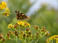 Vanessa cardui 82, Distelvlinder, Saxifraga-Theo Verstrael