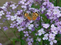 Vanessa cardui 83, Distelvlinder, Saxifraga-Theo Verstrael
