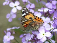 Vanessa cardui 84, Distelvlinder, Saxifraga-Theo Verstrael