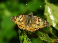 Vanessa cardui 85, Distelvlinder, Saxifraga-Theo Verstrael