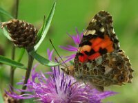 Vanessa cardui 86, Distelvlinder, Saxifraga-Theo Verstrael