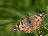Vanessa cardui 87, Distelvlinder, Saxifraga-Lieven Decrick