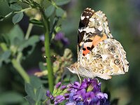 Vanessa cardui 88, Distelvlinder, Saxifraga-Lieven Decrick