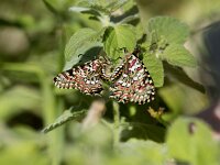 Zerynthia rumina 31, Spaanse pijpbloemvlinder, mating, Saxifraga-Theo Verstrael