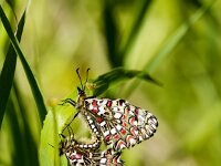 Zerynthia rumina 32, Spaanse pijpbloemvlinder, mating, Saxifraga-Theo Verstrael