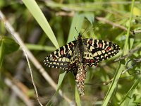 Zerynthia rumina 33, Spaanse pijpbloemvlinder, mating, Saxifraga-Theo Verstrael