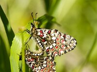 Zerynthia rumina 34, Spaanse pijpbloemvlinder, mating, Saxifraga-Theo Verstrael