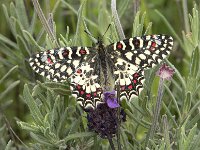Zerynthia rumina 36, Spaanse pijpbloemvlinder, Saxifraga-Willem van Kruijsbergen