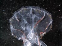 Chrysaora hysoscella 31, juv Kompaskwal, Saxifraga-Sytske Dijksen