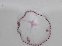 Cosmetira pilosella 2, Saxifraga-Sytske Dijksen