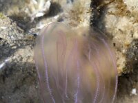 Mnemiopsis leidyi 3, Amerikaanse ribkwal, Saxifraga-Sytske Dijksen