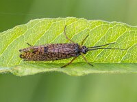 Hagenella clathrata 2, Saxifraga-Bart Heijne : 2025, Engbertsdijksvenen, Hagenella clathrata, Trichoptera, insect, juni, schietmot, zomer