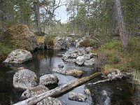 FIN, Lapland, Inari 1, Saxifraga-Dirk Hilbers