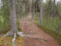 FIN, Lapland, Inari, Lemmenjoki 5, Saxifraga-Dirk Hilbers