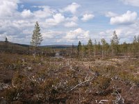 FIN, Lapland, Ivalo, Uhro Kekkonen 16, Saxifraga-Dirk Hilbers