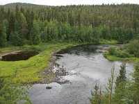 FIN, Lapland, NP Oulanka 2, Saxifraga-Marjan van der Heide