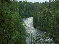 FIN, Lapland, NP Oulanka 4, Saxifraga-Marjan van der Heide