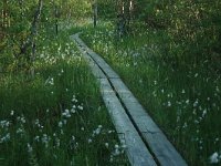 FIN, Northern Ostrobothnia, Liminka 2, Saxifraga-Marjan van der Heide