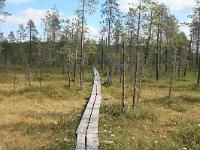 FIN, Oulu, Kuusamo, Aapabog 1, Saxifraga-Dirk Hilbers