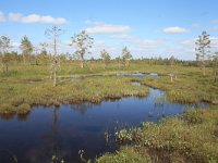 FIN, Oulu, Kuusamo, Aapabog 2, Saxifraga-Dirk Hilbers