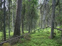 FIN, Oulu, Kuusamo, Aapabog 6, Saxifraga-Dirk Hilbers